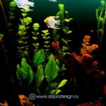 Морской аквариум купить в Москве