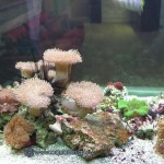 Морской аквариум купить в Москве