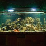 Морской аквариум купить в Москве