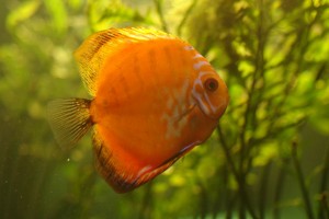 AquaDesign.ru_1003