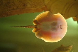 AquaDesign.ru_1007
