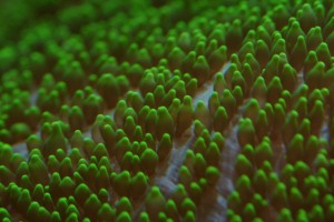 AquaDesign.ru_1013