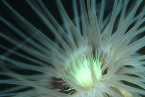 AquaDesign.ru_1023