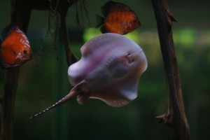 AquaDesign.ru_1065