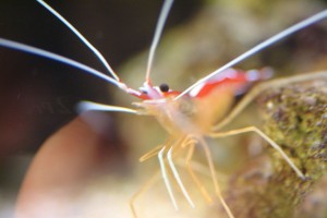 AquaDesign.ru_1078