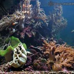 photogallery057
