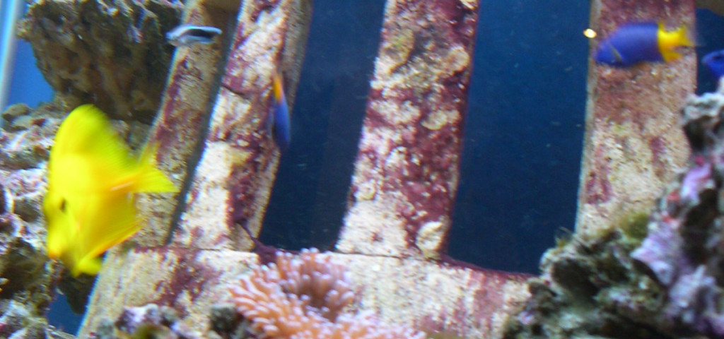 https://aqua.datasyntez.pro/wp-content/uploads/2018/03/DSCN0008-1024x480.jpg