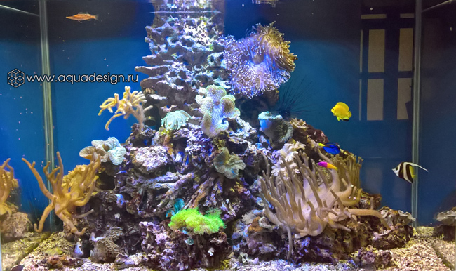 https://aqua.datasyntez.pro/wp-content/uploads/2019/10/морской-классик21.jpg