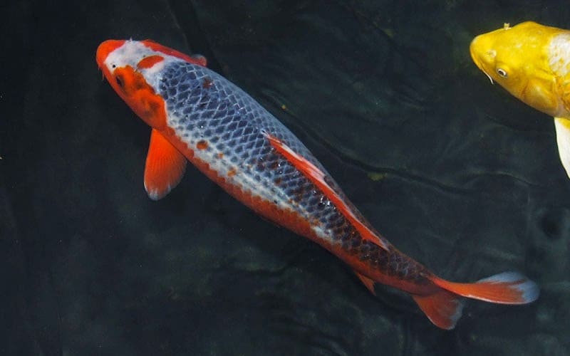 Карпы кои