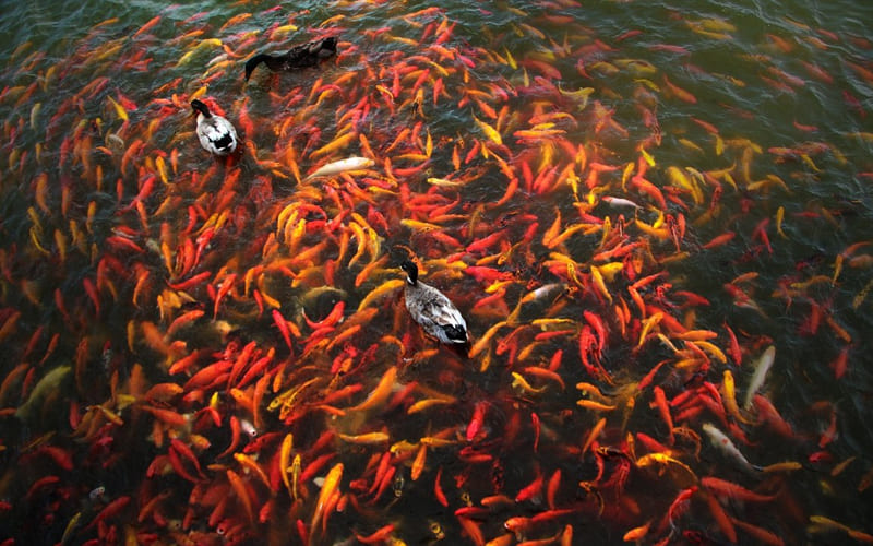 Карпы кои