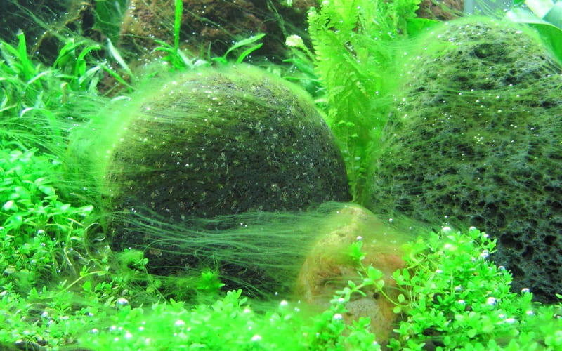 Борьба с водорослями в аквариуме
