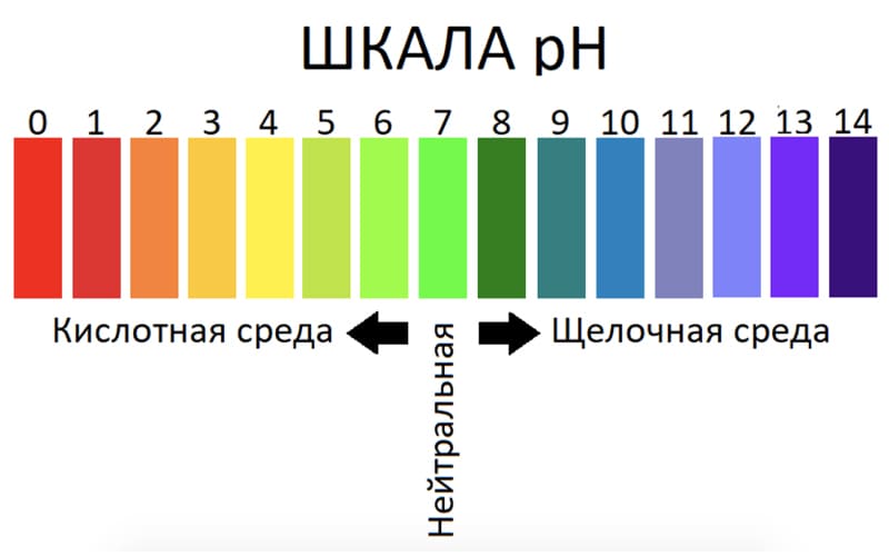 Черная борода в аквариуме